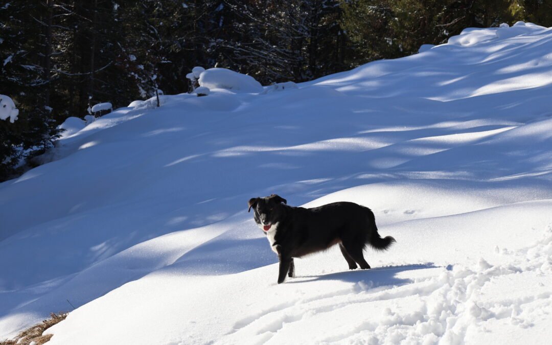 Hunde Sport mit Drohne im Schnee