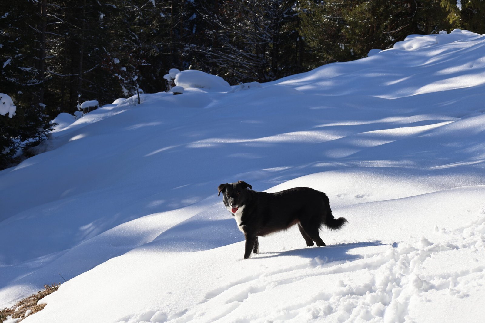 Hunde Sport mit Drohne im Schnee