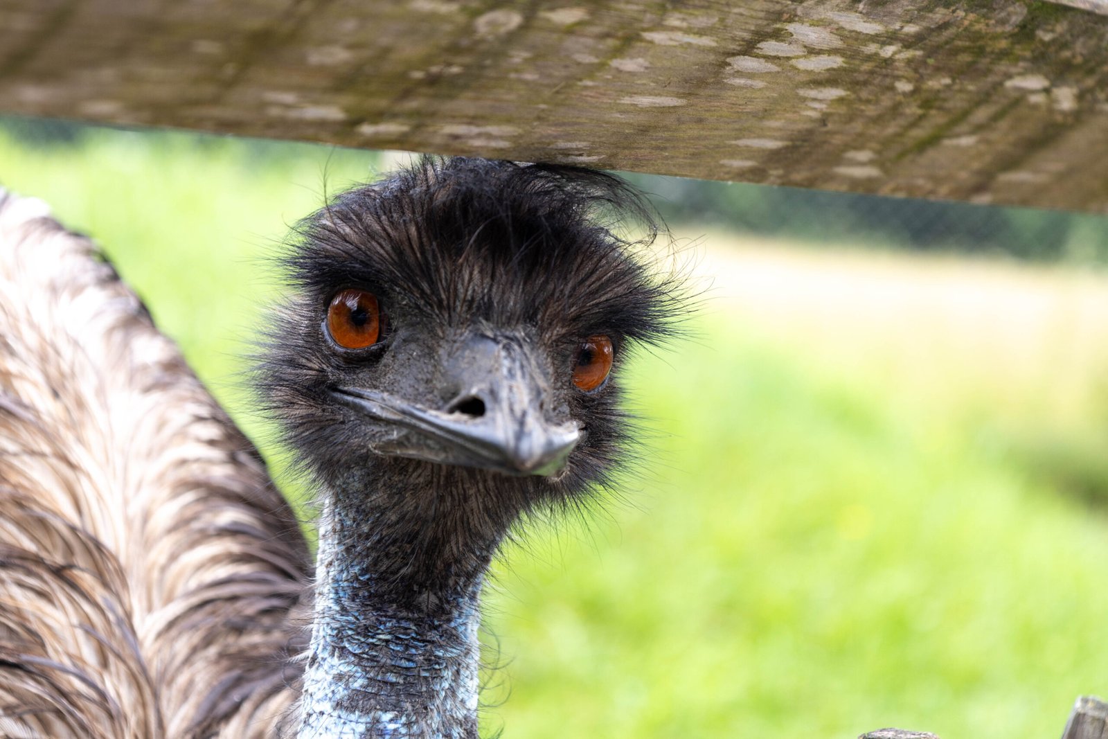 Der Majestätische Emu